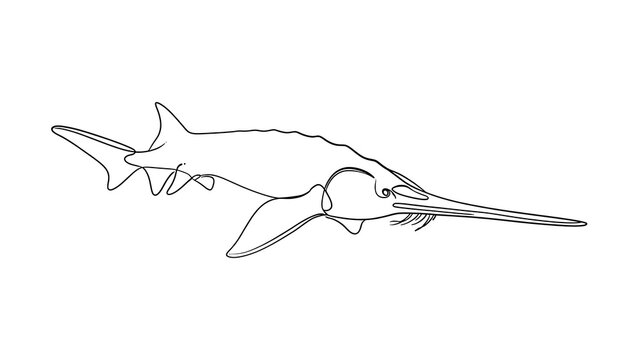 Sawfish line art illustration white background.