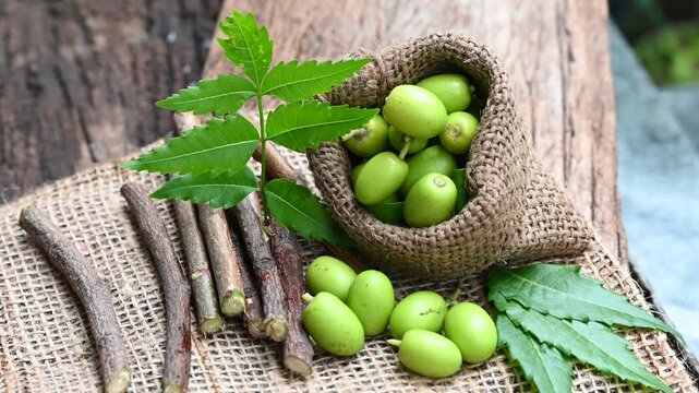 Neem fruit with neem sticks and leaf isolated on wooden background. Medicinal neem leaves, fruit and branch