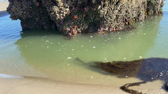 A minus tide (ultra low tide) at Face Rock Beach in Bandon, Oregon, reveals a variety of sea life not normally seen.