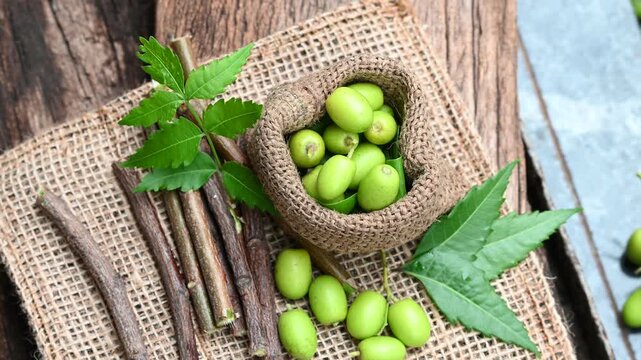 Neem fruit with neem sticks and leaf isolated on wooden background. Medicinal neem leaves, fruit and branch