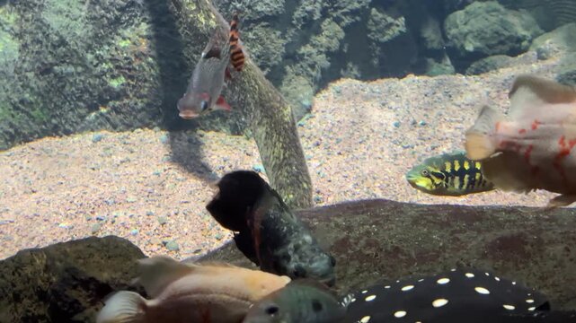 Tiger oscar Astronotus ocellatus and bala shark Balantiocheilos melanopterus swimming in freshwater aquarium. Fish species native to rivers and tropical waters of South America and Southeast Asia.