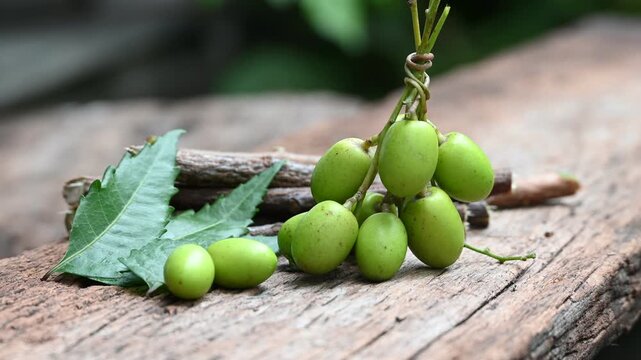 Neem fruit with neem sticks and leaf isolated on wooden background. Medicinal neem leaves, fruit and branch