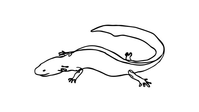 Black and white salamander illustration white background.