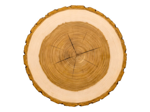 Cross section of a tree trunk showing growth rings isolated on transparent background