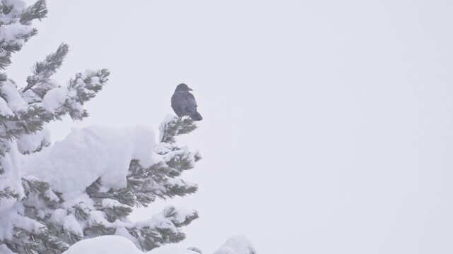 Black raven perching on snowy pine tree during snowfall