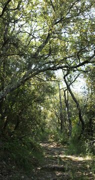 A winding, paved, green and shaded forest path, lined with oak trees, leads from the hilltop village of Fox-Amphoux to the troglodyte chapel of Notre-Dame-de-Bon-Secours
