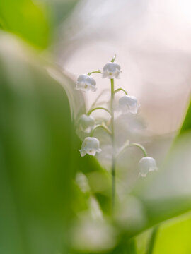 Lily of the valley (Convallaria majalis) flowers bloom in a lush outdoor spring environment, evoking fresh botanical growth and peaceful wild nature discovery, Julian Alps, Tarvisio, Italy in Europe.