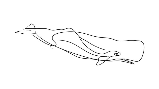 Minimalist whale line art illustration white background.