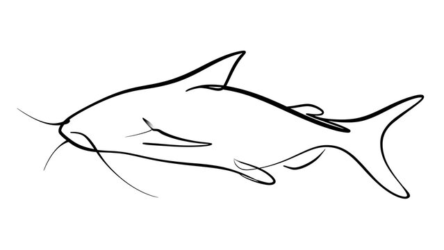 Simple line art catfish drawing white background.