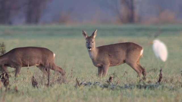 European Roe Deer female feeding on meadow grass while enjoying warm winter sunrise light, peaceful wildlife moment in Germany, 4K footage