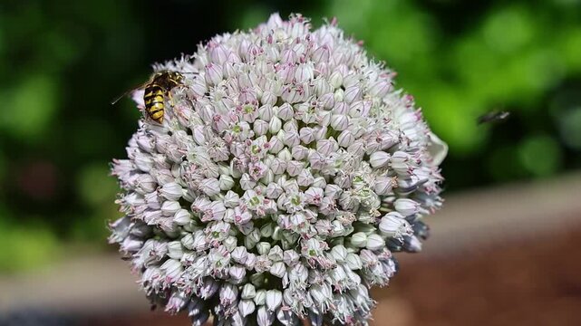 Wasp pollinating an allium flower in slow motion