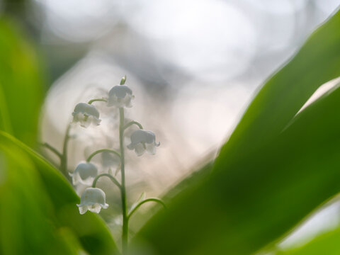 White Lily of the valley flowers blooms in a lush natural forests, representing spring nature exploration and wellness in a wild outdoor adventure, found in the Julian Alps, Tarvisio, Italy, Europe.