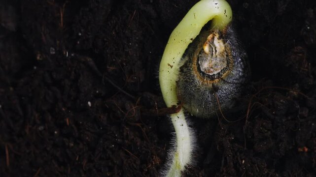 Macro footage of okra seed growing in the ground sprouting its roots filmed in time lapse. Content on gardening and vegan cuisine. Concept of healthy dieting and botanical education. Flora theme