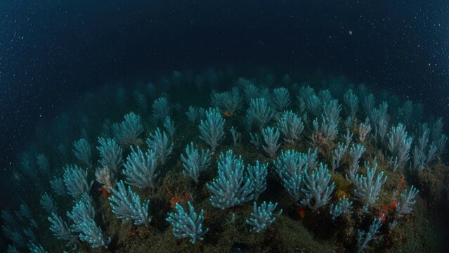 Glowing blue soft corals on a dark deep sea reef.