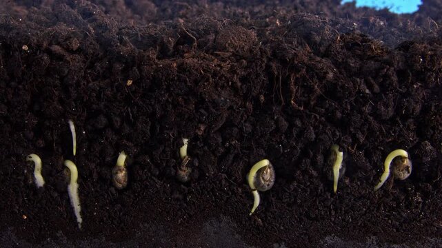 Okra seeds are coming to life sprouting from the small grains into plants filmed in time lapse. Delicate roots spreading through dirt. Stems are gaining strength and the first tiny leaves unfurling