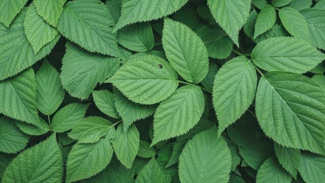 Close up of lush green leaves creating a natural, textured background.