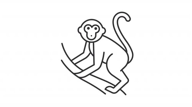 Monkey climbing a branch line animation. Wildlife animal animated icon. Simian animal climbing branches. Curving long tail detail. Outline element on white background. HD video with alpha channel