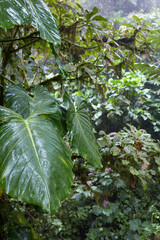 Vertical Shot of Large Glossy Tropical Leaves in Monteverde Cloud Forest Costa Rica © Laura