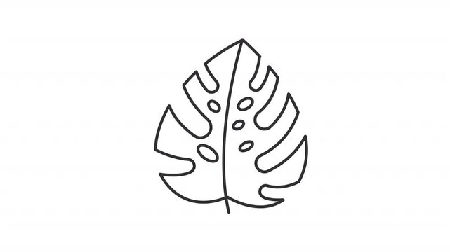 Animated monstera deliciosa leaf line icon. Tropical nature plant animation. Botanical leaf. Natural fenestration hole details. Outline element on white background. HD video with alpha channel
