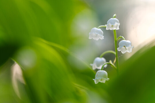 Lily of the valley (Convallaria majalis) blooms within lush green forest foliage, capturing nature, wellness and spring rejuvenation during an active outdoor adventure in Julian Alps, Tarvisio, Italy.
