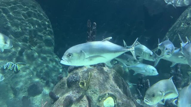 Crevalle jack Caranx hippos fish swim through a rocky underwater habitat in a large marine aquarium. Tropical marine life, ocean biodiversity, aquatic ecosystem, schooling fish, underwater wildlife.