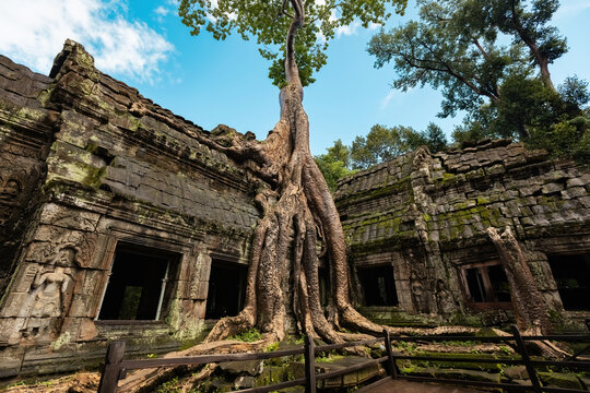 Giant tree over the stone construction of Ta Prohm Temple in Cambodia