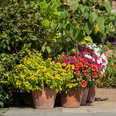 Naklejka premium Variety of colourful flowers growing in late summer at Wisley garden, Woking, Surrey, UK.