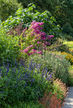 Stunning, colourful mixed flower border at Wisley garden, Surrey UK. The extensive flower beds are planted mainly wtih perennial plants.