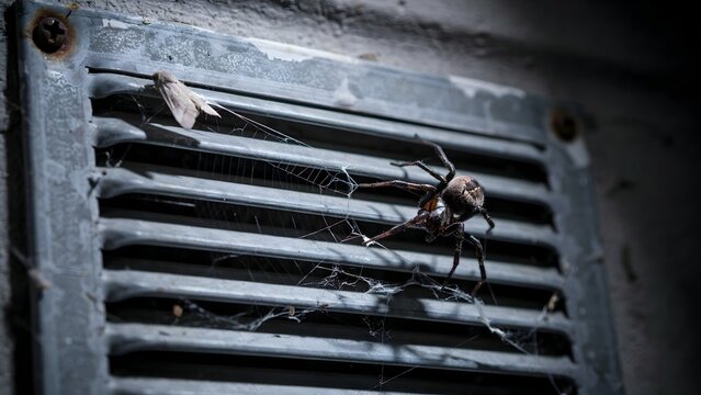 Close-up of a large spider on dirty air vent with webbing and dust particles