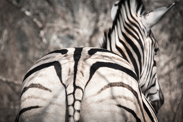 Beautiful safari image of a zebra with it's black and white patterns. © Rob