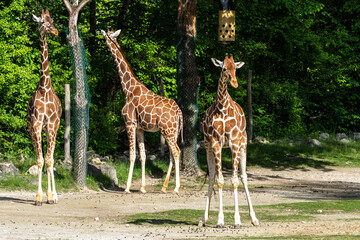 The giraffe, Giraffa camelopardalis is an African mammal © rudiernst