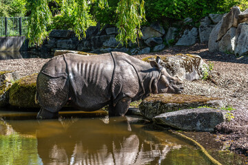 The Indian Rhinoceros, Rhinoceros unicornis aka Greater One-horned Rhinoceros © rudiernst