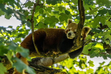 Fototapeta premium The red panda, Ailurus fulgens, also called the lesser panda.
