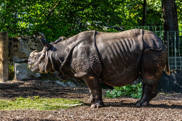 The Indian Rhinoceros, Rhinoceros unicornis aka Greater One-horned Rhinoceros © rudiernst