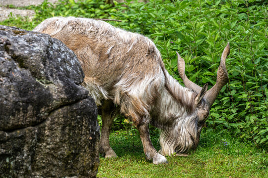 Turkmenian markhor, Capra falconeri heptneri living on the rocks