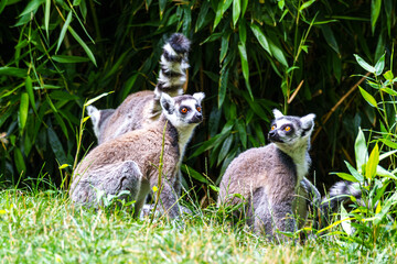 Obraz premium The ring-tailed lemur,Lemur catta with white ringed tail is the most known lemur
