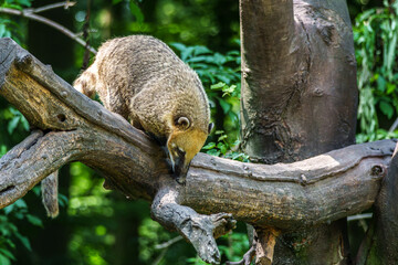 Obraz premium South American coati, Nasua nasua is a coati species from tropical and subtropical South America.
