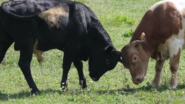 Young bulls playfully headbutting each other in a green summer pasture. Commercial stock video footage for farming, agriculture, livestock industry, and animal behavior concepts.