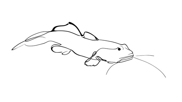 Hand drawn catfish sketch on white background.