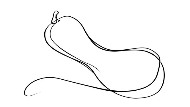 Hand drawn squash illustration on white background.