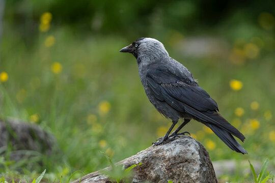Jackdaw (Corvus monedula)