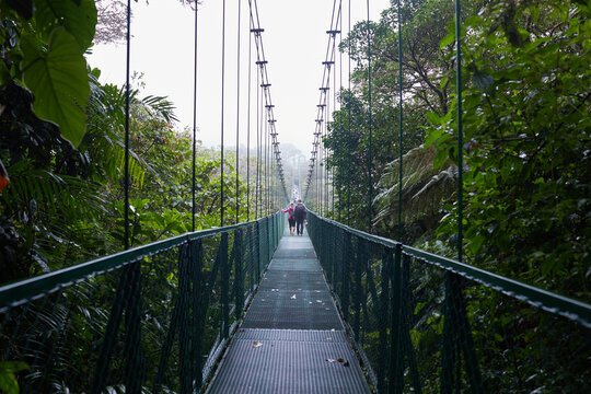 Tourists Walking on High Suspension Hanging Bridge in Monteverde Cloud Forest Canopy Costa Rica