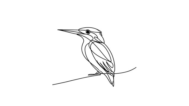 Minimalist kingfisher bird line art white background.