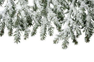 Obraz premium Dense snowy evergreen foliage border