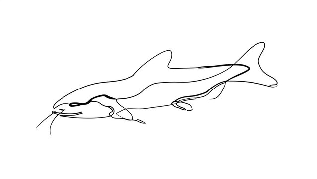 Catfish line drawing on white background.