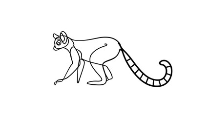 Fototapeta premium Ring tailed lemur line art white background.