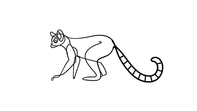 Ring tailed lemur line art white background.