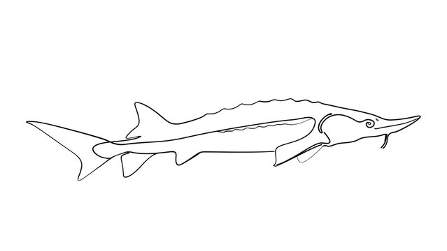 Sawfish line drawing illustration white background.