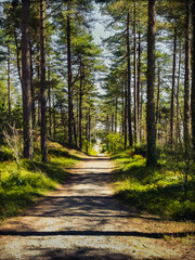 Fototapeta premium Sunlit Forest Path in Newborough Forest, Anglesey