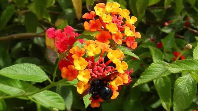 Xylocopa violacea, Violet carpenter bee on yellow, orange and red flowers of Lantana moved by wind on hot summer weather - close-up, slow motion. Topics: protected insect, Mediterranean vegetation